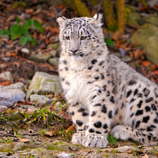 Hd-174475-ascw174475