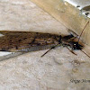dobsonfly female