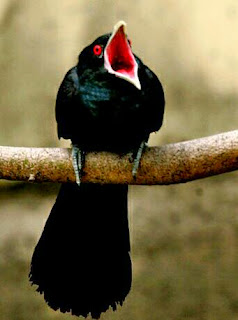 download suara burung tuwu/ulik suara burung tuwu