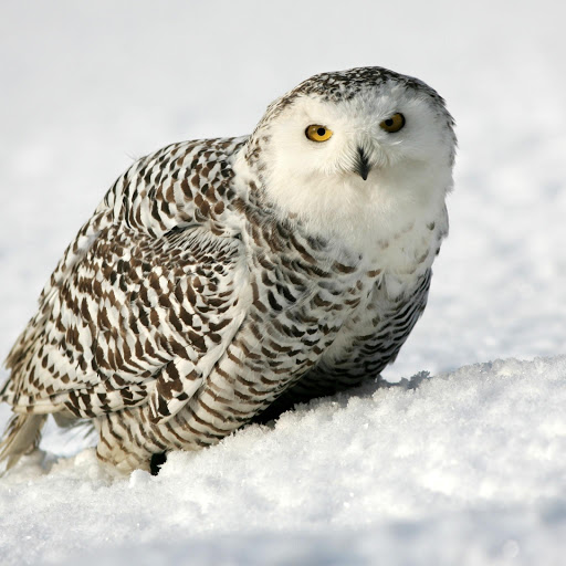 Hd-178069-ascw178069