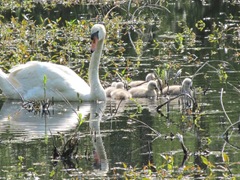 baby swans3