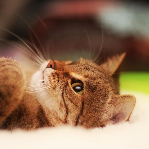 Hd-167853-ascw167853