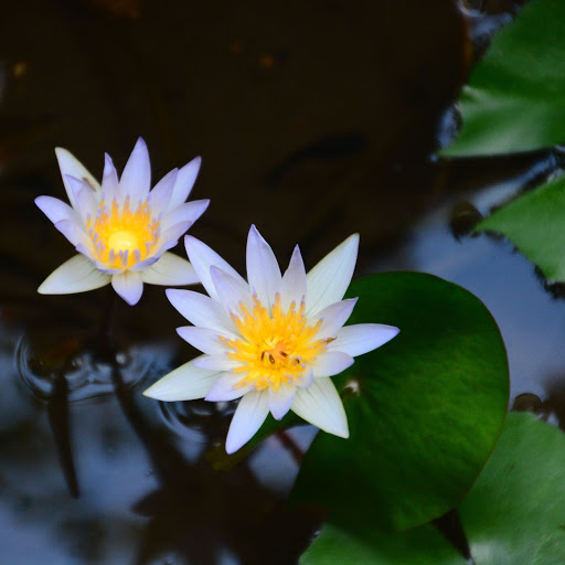 Hd-156045-ascw156045