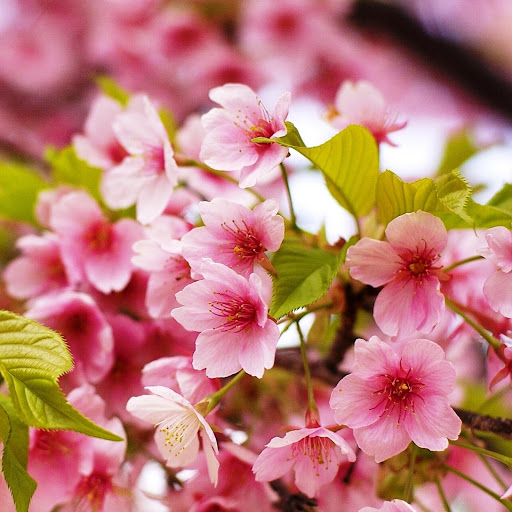 Hd-152233-ascw152233