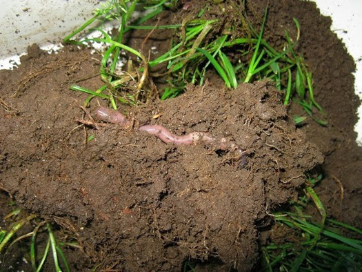 An earthworm in its burrow