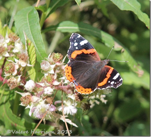 55-red-admiral