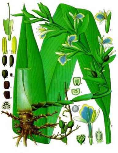 Elettaria_cardamomum_-_Köhler–s_Medizinal-Pflanzen-057