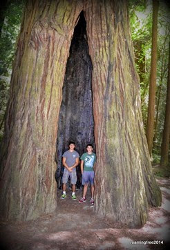 Standing in a giant redwood