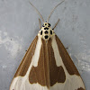 Erebid Moth