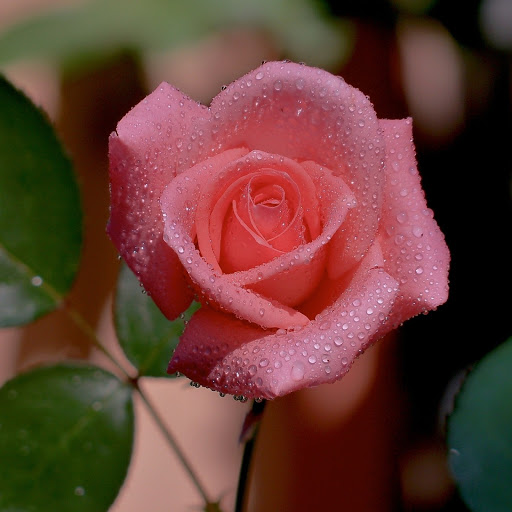 Hd-141974-ascw141974