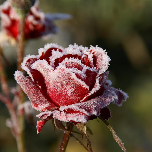 Hd-177486-ascw177486