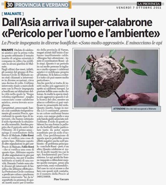 Allarme sui giornali italiani per nidi di calabrone gigante asiatico (2011) Allarme sui giornali italiani per nidi di calabrone gigante asiatico (2011)