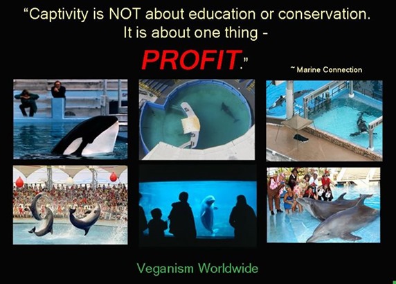Captivity is not about education or conservation, it is about one thing