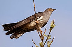 Common Cuckoo