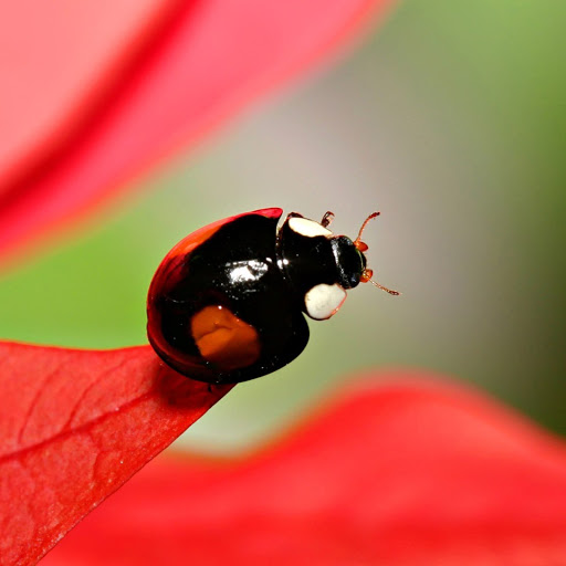 Hd-146754-ascw146754