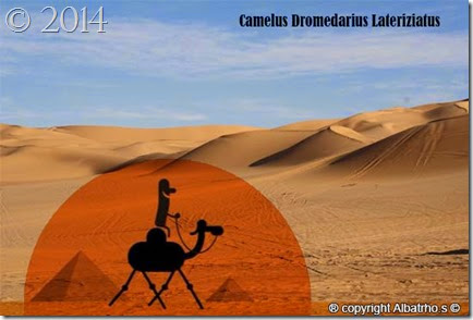 camelus_dromedarius_lateriziatus