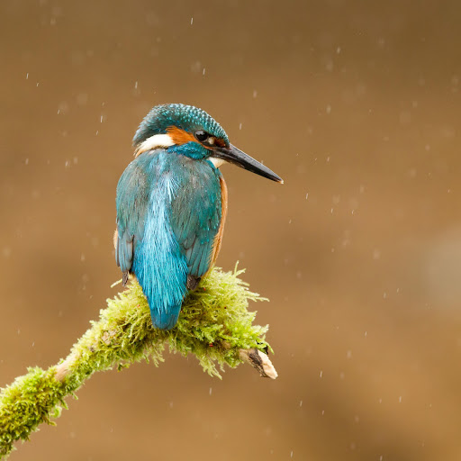 Hd-178185-ascw178185