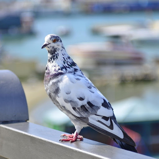 Hd-177843-ascw177843