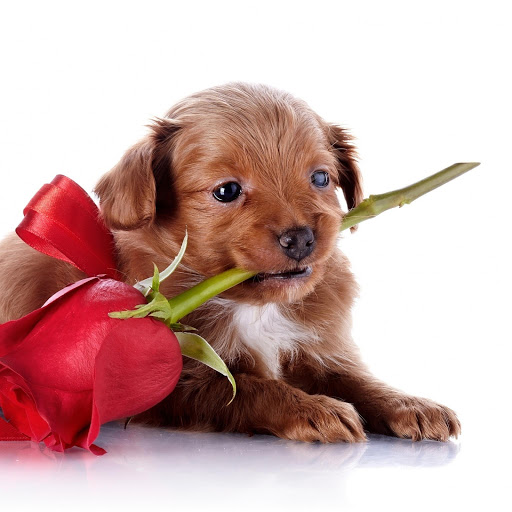 Hd-163041-ascw163041