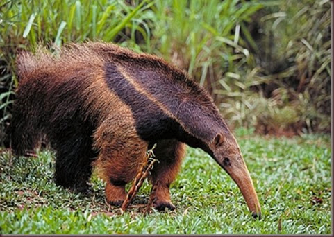 Amazing Animals Pictures Anteater (7)
