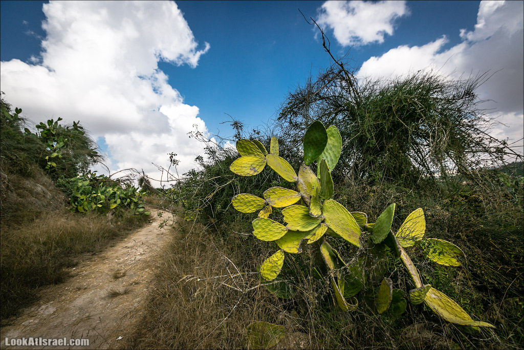 LookAtIsrael.com - Фото путешествия по Израилю | Крепость Бельмонт в кибуце Цуба | Belmont fortress