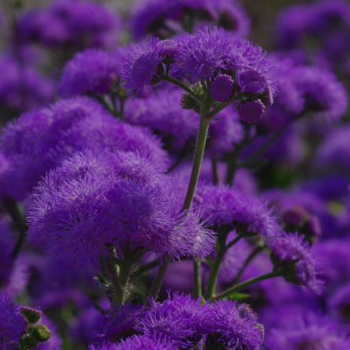 Hd-165473-ascw165473