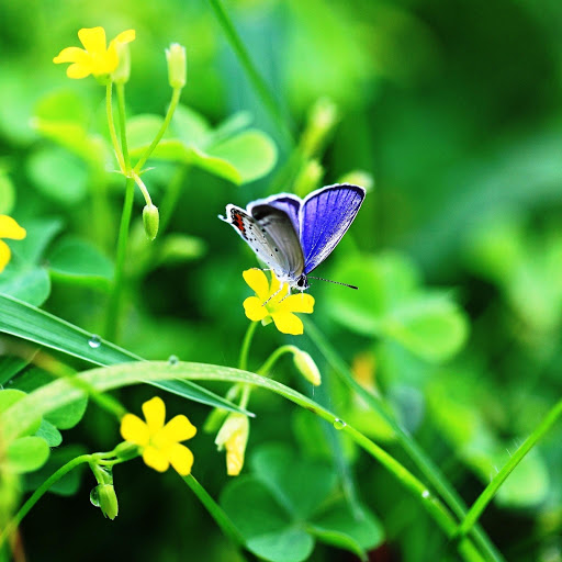 Hd-146125-ascw146125