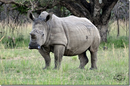 cr-dehorned-rhino