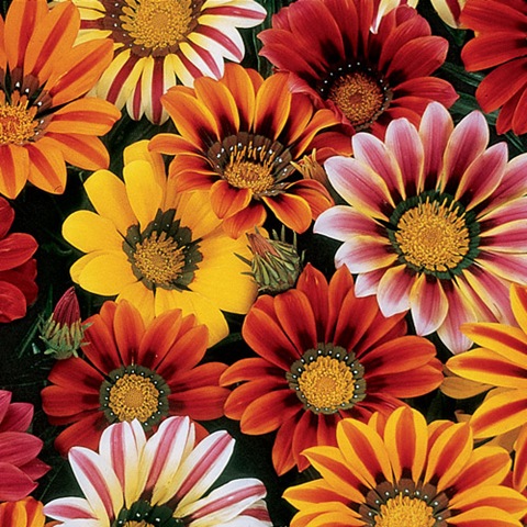 [Gazania%2520Sunshine%2520Mix%255B2%255D.jpg]