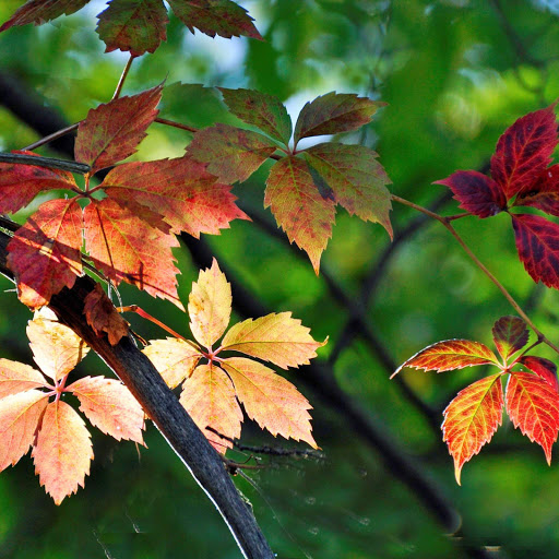 Hd-152516-ascw152516