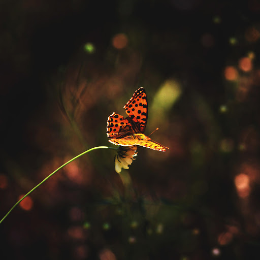 Hd-178849-ascw178849