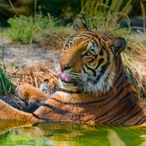 Hd-160711-ascw160711