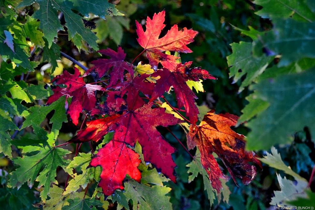 [DSC_0004%255B3%255D.jpg]