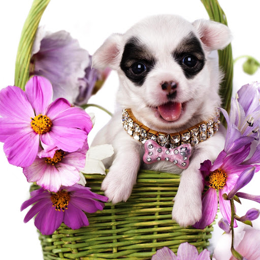 Hd-152455-ascw152455