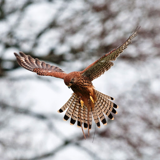 Hd-147501-ascw147501