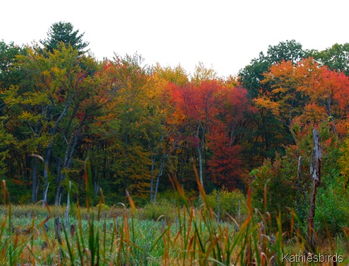 4. south end bog-kab