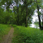 Vieux Rhône à Irigny en  aval réserve de Pierre-Bénite photo #1144