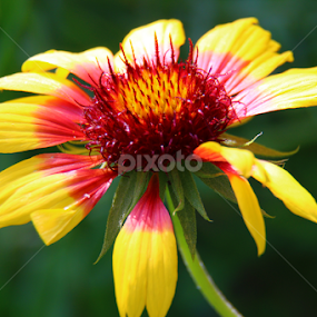 by Lisa Steyn - Flowers Single Flower