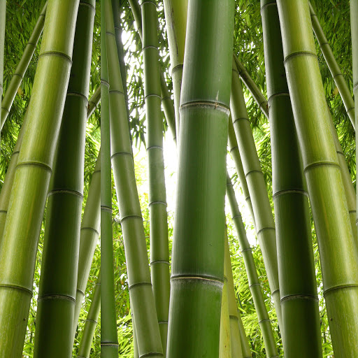 Hd-171518-ascw171518