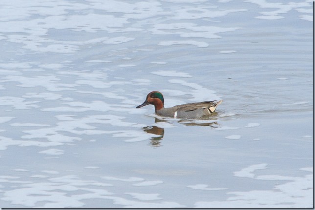 Green-wingedTeal_Crossness-1