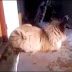 Funny Cat Videos- Funny Dogs - Funny Pranks-2014 compilation