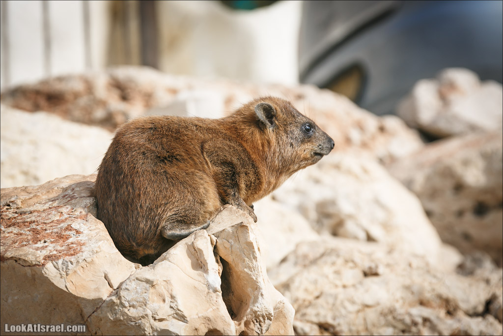 Даманы - израильские родственники слонов | LookAtIsrael.com - Фото путешествия по Израилю