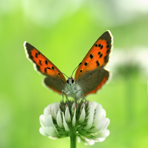 Hd-180306-ascw180306