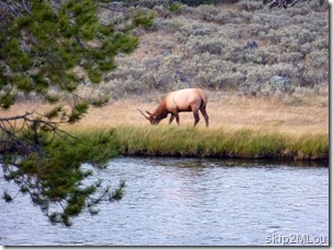 Sept 4, 2012: Elk seen on our way out to West Yellowstone