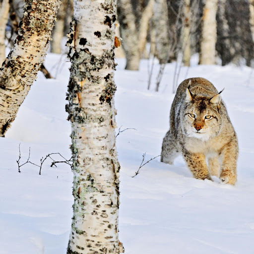 Hd-143972-ascw143972