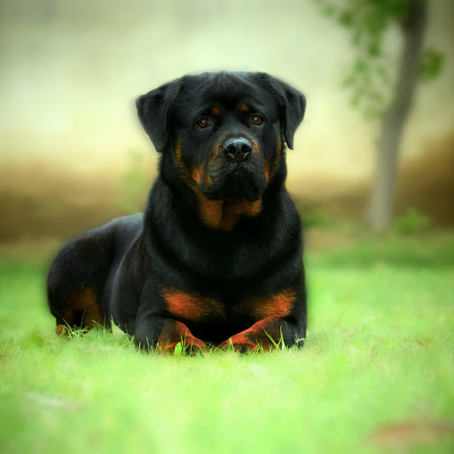 Hd-175194-ascw175194