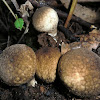 Lycoperdon pyriforme