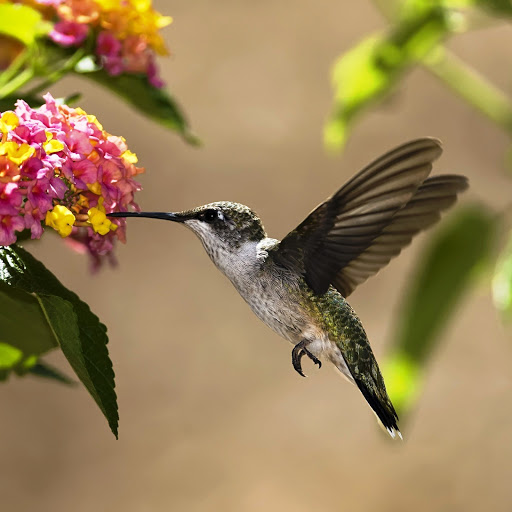 Hd-142073-ascw142073