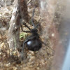 Western Black widow spider