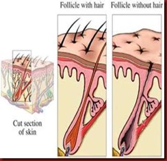 Every hair grows within a hair follicle image